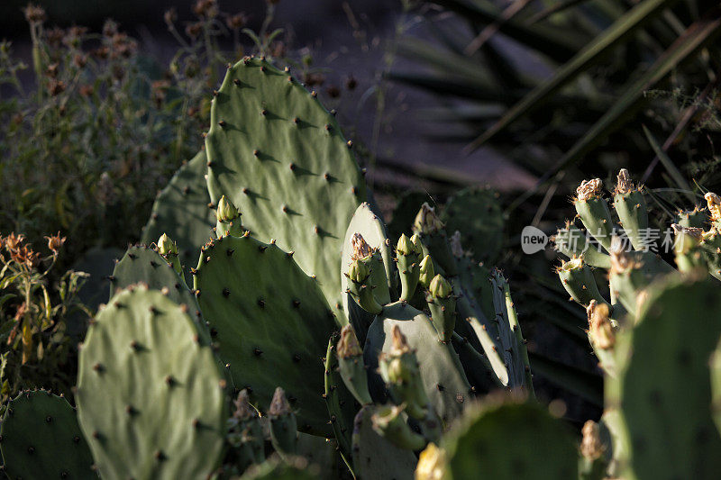 Opuntia ficus仙人掌，绿色仙人掌